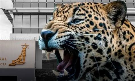 Sala IV admite consulta de Contraloría sobre Ley Jaguar 2.0 y la .